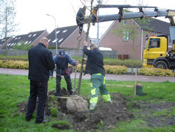 Koningsboom in Boswijk